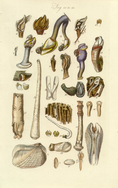 Conchological Manual Plate 2. Barnacle and Other Shells by George B. Sowerby